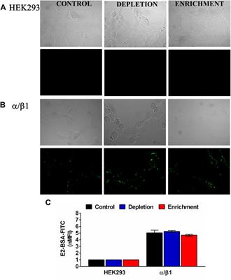 The Membrane Cholesterol Modulates the Interaction Between 17-βEstradiol and the BK Channel